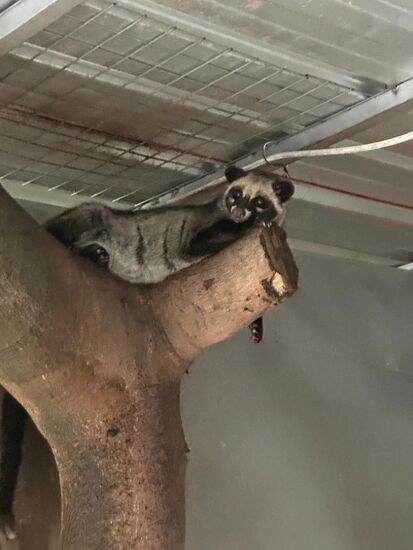 Weit verbreitet sind diese wild lebenden Katzen in Osttimor bzw. Vietnam. Die Katzen fressen die Kaffeebohnen und scheiden sie halbverdaut wieder aus. Durch die Fermentierung im Magen und Darm der Katze werden die Bitterstoffe und Reizstoffe aus den Bohnen gezogen.