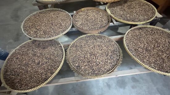 Nach gründlicher Reinigung werden die Bohnen getrocknet. Hierbei fallen die Schalen der Bohne ab. Die eigentliche Bohne wird dann geröstet.
Der Preis für den Kaffee wild lebender Katzen kann bis zu mehreren Tausend EUR das Kilo kosten. Es ist sehr aufwendig, den Kot zu suchen, einzusammeln und die Bohnen herauszuwaschen. Viel manuelle und langwierige Arbeit.