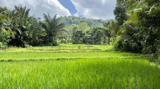 Das liebe ich so an Indonesien: durch den vielen Regen ist alles saftig und grün—Dürre kennt man hier nicht…