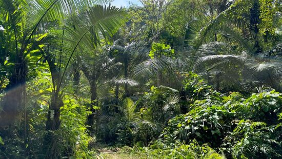 Wir nähern uns dem Ziel, stellen das Bike ab—hier stehen schon 3 andere—bestimmt sind noch Besucher am Wasserfall- den Rest des Weges, durch den Dschungel, müssen wir zu Fuß