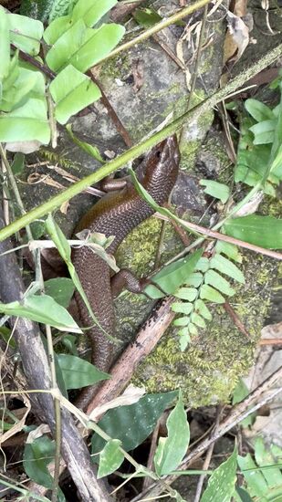 Wir sehen mindestens 2 Schlangen und ganz viele dieser Echsen