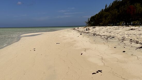 …und alles nur für uns….
Die kleine Insel ist mit Kiefern bewachsen…