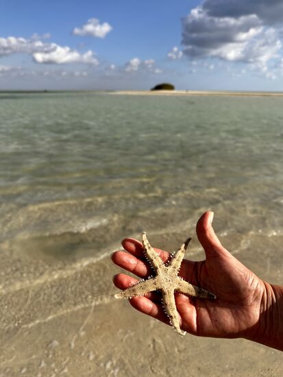 Hübsche Seesterne gibt es auch…