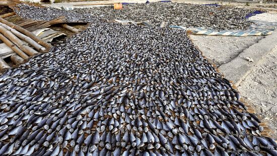 …überall liegen die fangfrischen Fische zum trocknen aus…