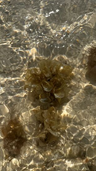 Das Wasser ist glasklar