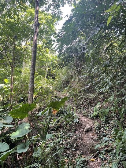 Dann geht es noch ein Stück durch Dschungel, begleitet von wunderschönen großen Schmetterlingen…