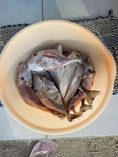 Hier suche ich mir einen Fisch aus…