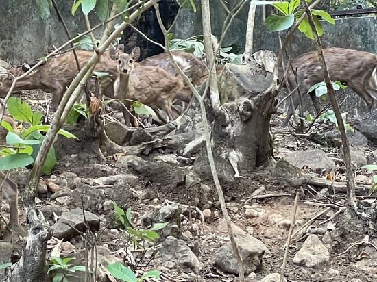 Sie sehen ja iwie „puschelig“ aus—als hätten sie ein Winterfell, und das bei der Hitze…