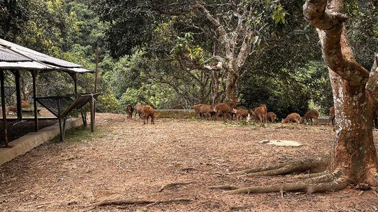 Wir düsen los zu unserem ersten Ziel-die „Bawean-Hirsche“-die wir schon nach kurzer Fahrt erreichen
