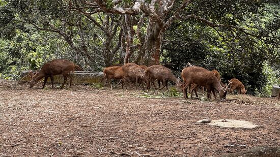 Die Inselbewohner sind sehr stolz auf dieses Damwild, welches endemisch auf Bawean und vor dem Aussterben bedroht ist