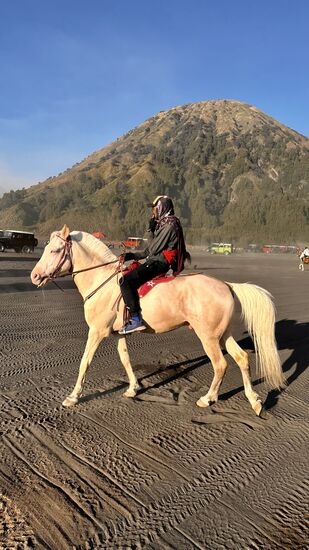 Hübscher Schimmel—ich glaube, ein Albino—er hat hellblaue Augen