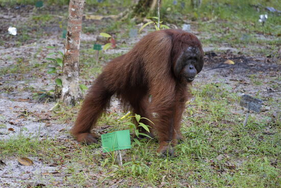 Sehr viele wurden von Menschen aufgezogen und haben deshalb keine Scheu vor uns