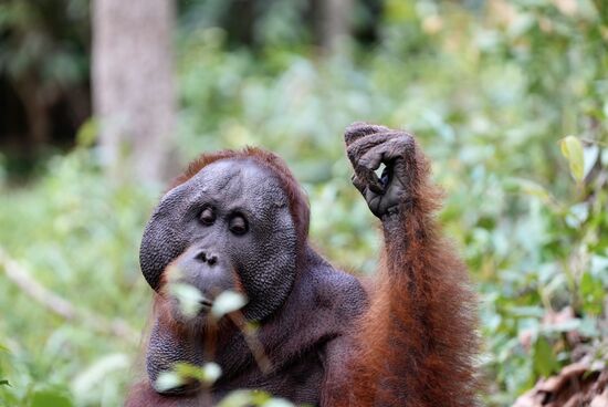 Gleich geht es mit der Fütterung los. Man meint, die Primaten hätten eine innere Uhr.