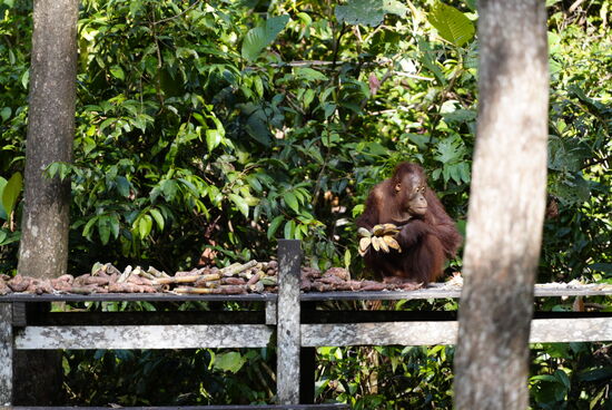 Einige sind sehr dominant und vergraulen auch schon mal die jüngeren