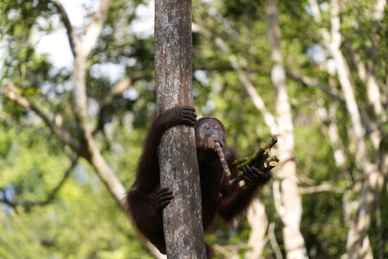 Manche schnappen sich schnell ein paar „Leckerlis“. Und klettern hoch in den Baum um es in Ruhe zu verspeisen