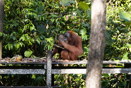 Selbst die ganz Kleinen futtern schon das Zuckerrohr bzw. die Bananen