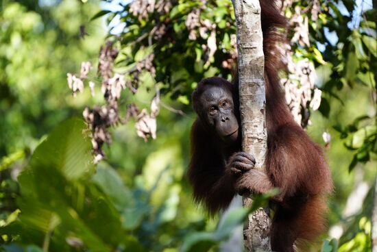 Dieser hier bleibt etwas auf Distanz