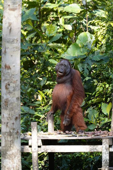 So, sie scheint satt zu sein. Der dicke Bauch ist nicht vom Essen. Sie erwartet ein Baby.
