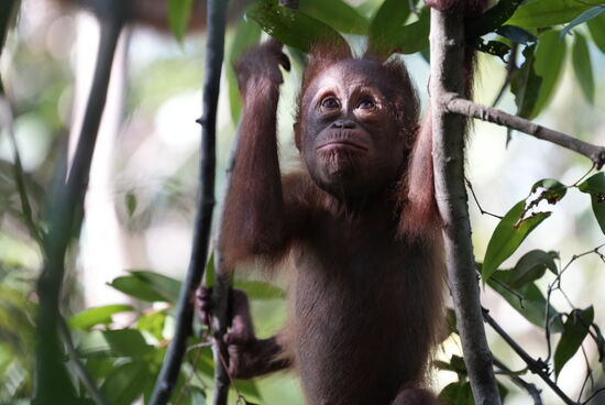 Wenn ich Groß bin, werde ich Turner 