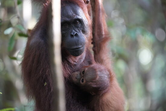 Besonders lieb sind die Mütter mit ihren Babies anzusehen…