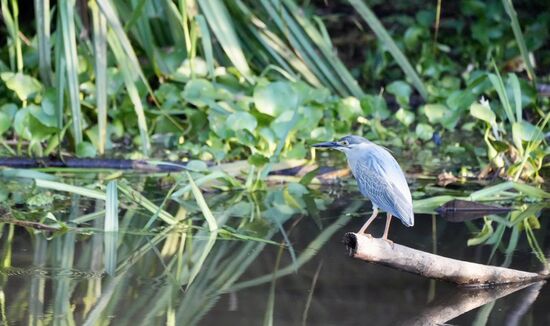 Nia hat Abu informiert, dass Thomas sehr gerne Vögel fotografiert, da sind beide mit viel Eifer auf der Suche