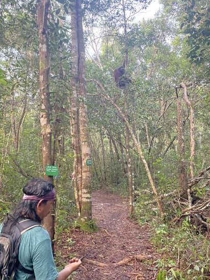 Auf dem Weg zur Futterstelle treffen wir immer mal wieder einen Orang-Utan, der auch auf dem Weg ist