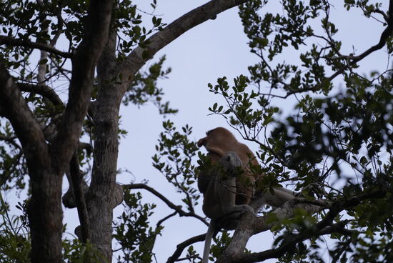 Da sind sie! Meine geliebten Langnasen….