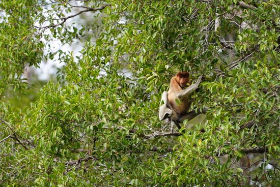 Je älter das Tier, desto größer sind die Nasen. Nur die männlichen Tiere haben die großen Nasen
