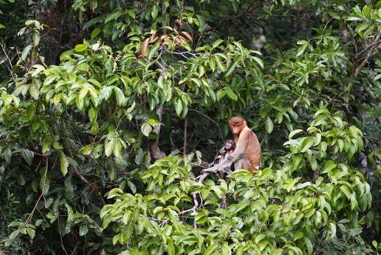 Die weiblichen—hier eine Mutter mit Kind haben so komische „Schweinchen-ähnliche“ Nasen