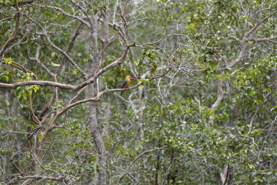 Da hat Abu einen schönen großen Kingfisher entdeckt—er sitzt auch ganz ruhig und läßt sich gut fotografieren
