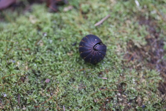 Rollen sie sich zu einer festen Kugel zusammen. Oft siehst man nur diese Kugeln am Weg liegen und denkt, es sind irgendwelche Früchte oder Kerne, denn sie schillern etwas