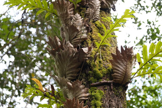 Große Blätter wachsen direkt aus dem Baum, diese kann man gut als Fächer nutzen—bei der Hitze eine gute Idee!