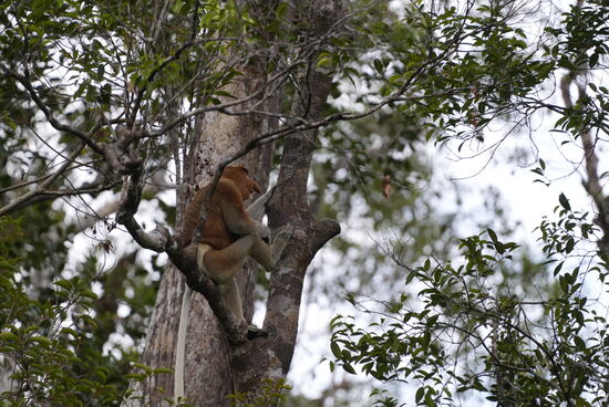 Wieder einer meiner geliebten Nasi-Affen, der da so Macho-mäßig im Baum sitzt…