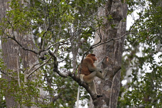 Sieht er nicht aus, als hätte er eine Sumo-Ringer Hose an?