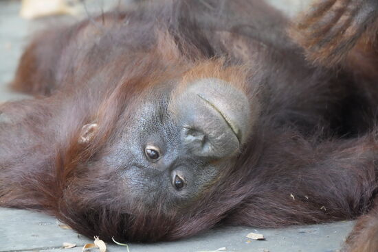 Ein paar Nahaufnahmen von Thomas….