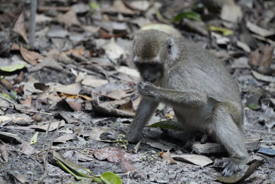 Auf dem Weg zur nächsten Fütterungsstation sehen wir auch diese kleinen Äffchen