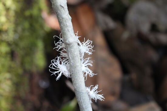 …und diese merkwürdigen Geschöpfe….sie krabbeln den Ast hinauf —ich denke, dass es eine Art Raupen sind