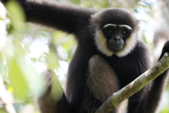 Auch einen Gibbon sehen wir hier—sie nutzen auch gern den Service der Futterstation