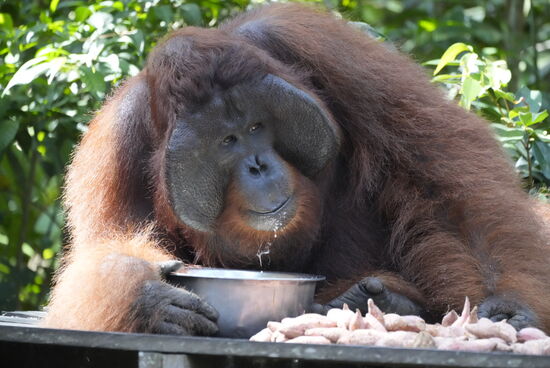 Hier bekommen sie ein paar Schalen Milch, die sie mit Genuss schlürfen und Süßkartoffeln