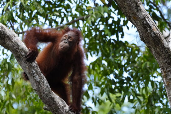 Sie sind ja so menschenähnlich