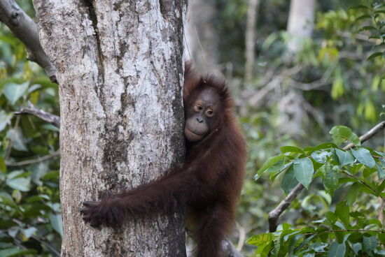 Unglaublich wie schnell „unsere Verwandten“ auf den Bäumen sind.