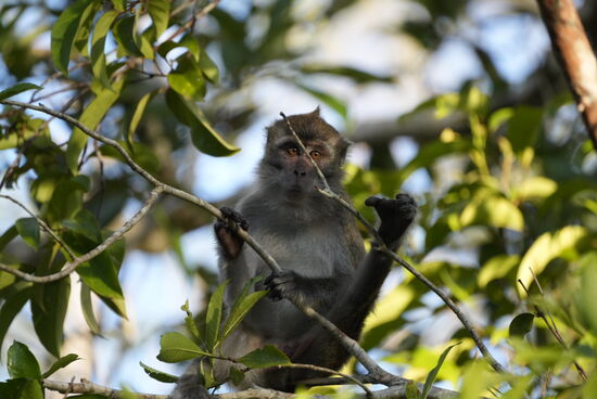 Ein kleines Teufelchen….