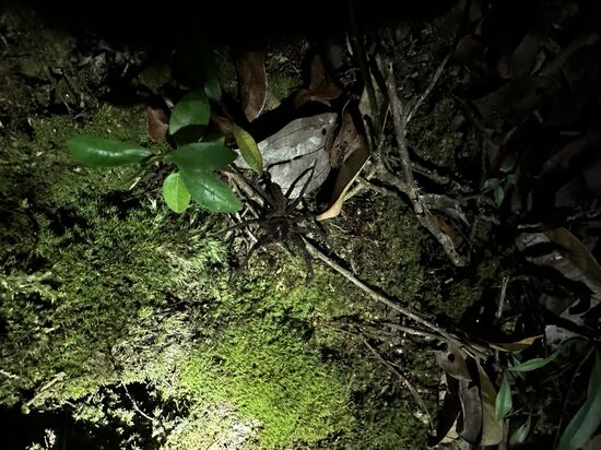 Wir sehen einige Tarantel-Höhlen, aber viele sind leer—hier haben wir eine gefunden und die Tarantel läßt sich rauslocken..