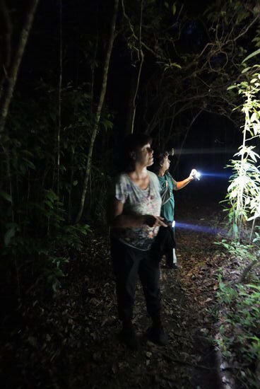 Wir leuchten die ganze Gegend ab. Ich hätte ja SO gerne einen Tarsian gesehen