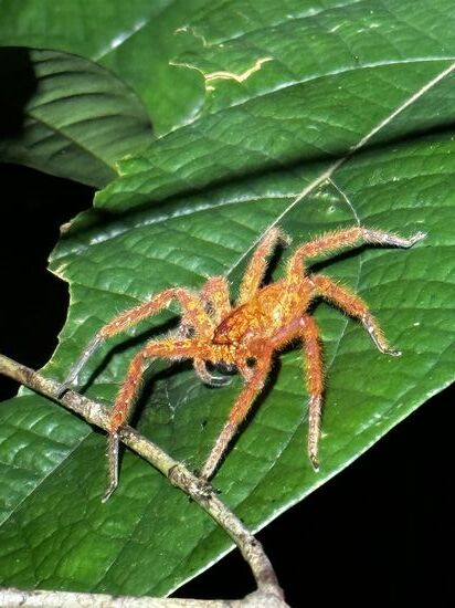 Wir sehen sehr viele große Spinnen—diese ist eine besonders Schöne