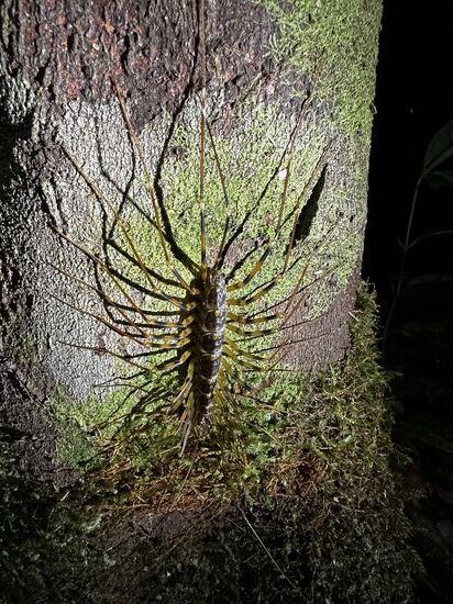 Dieser Tausendfüßler ist höllisch aggressiv—unser junger Guide wird richtig panisch und sagt ganz aufgeregt, dass wir einen großen Bogen um das Tier machen sollen