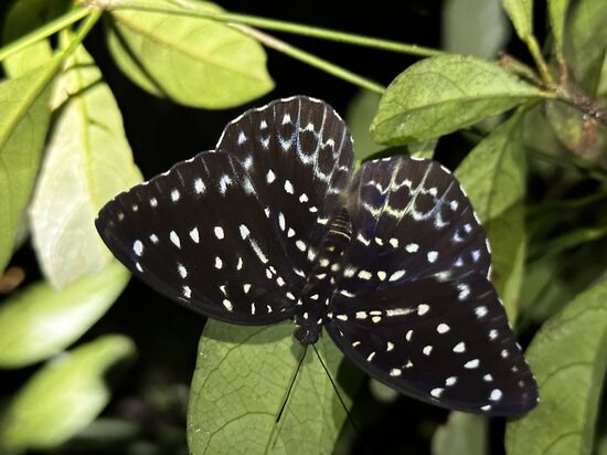 Da erwischt Thomas auch mal einen schönen Schmetterling.
Es gibt sehr viele, wunderschöne hier-aber leider sehr schlecht zu fotografieren