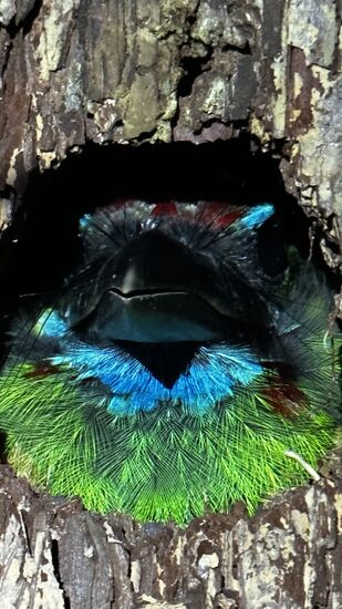 Die beiden machen sehr viele Nahaufnahmen, da sich der Pieper überhaupt nicht bewegt