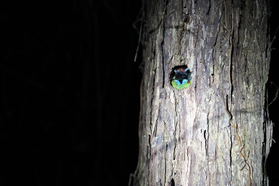 Und dann mach Abu eine ganz tolle Entdeckung: diesen bunten Vogel, der im Baum sitzt und aus dem Astloch schaut