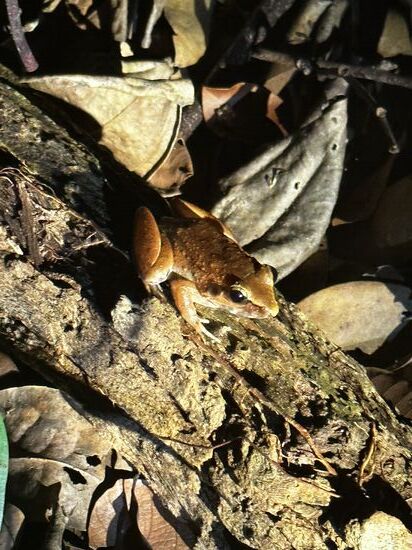 Am Ende der Tour sehen wir noch 2 hübsche Frösche